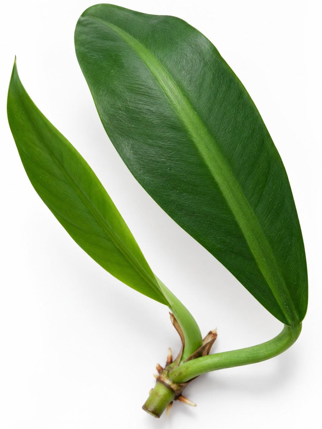 Philodendron Crassinervium cutting photo 2