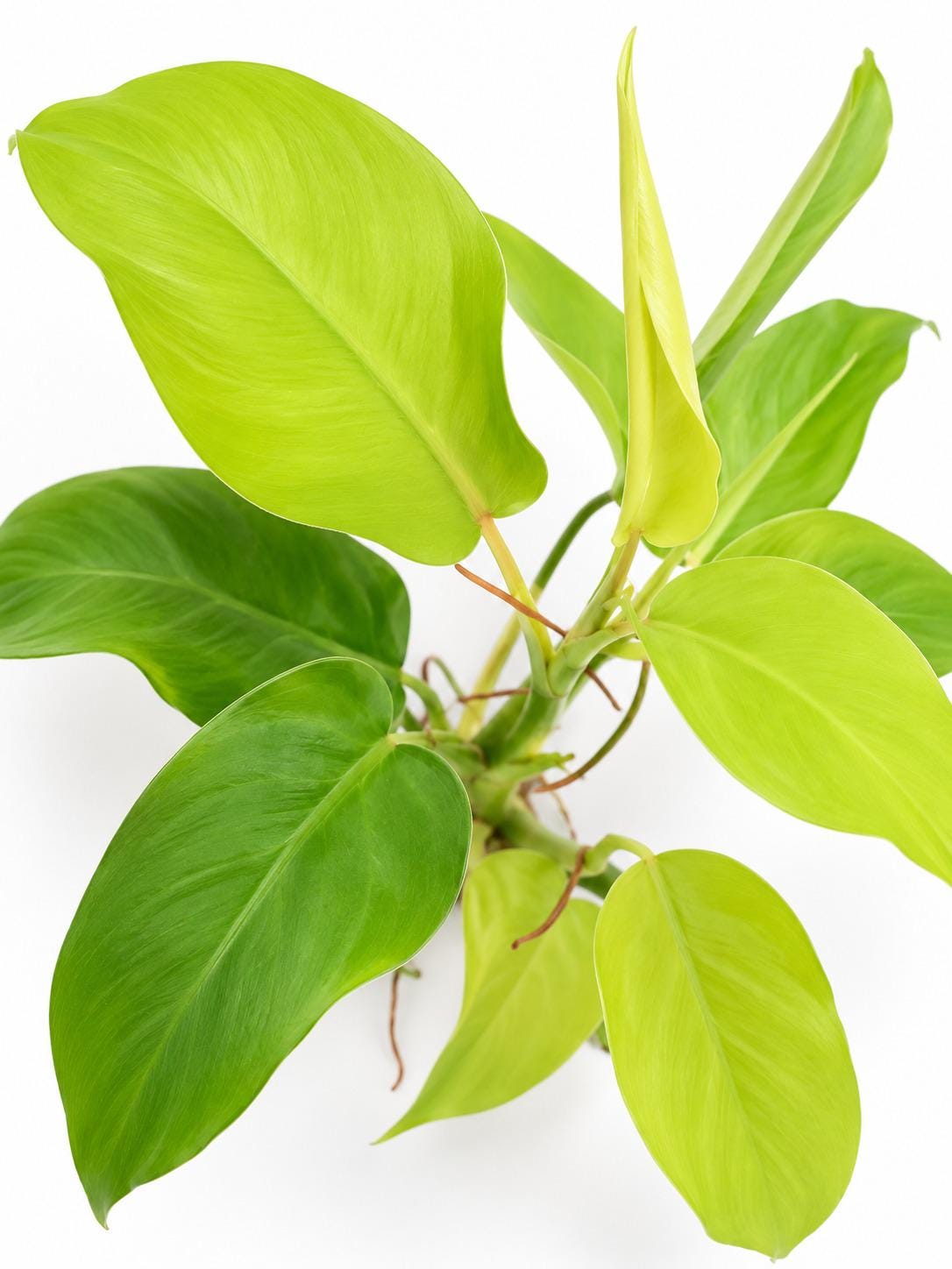 Philodendron Lemon Lime Upright Vining cutting photo 2