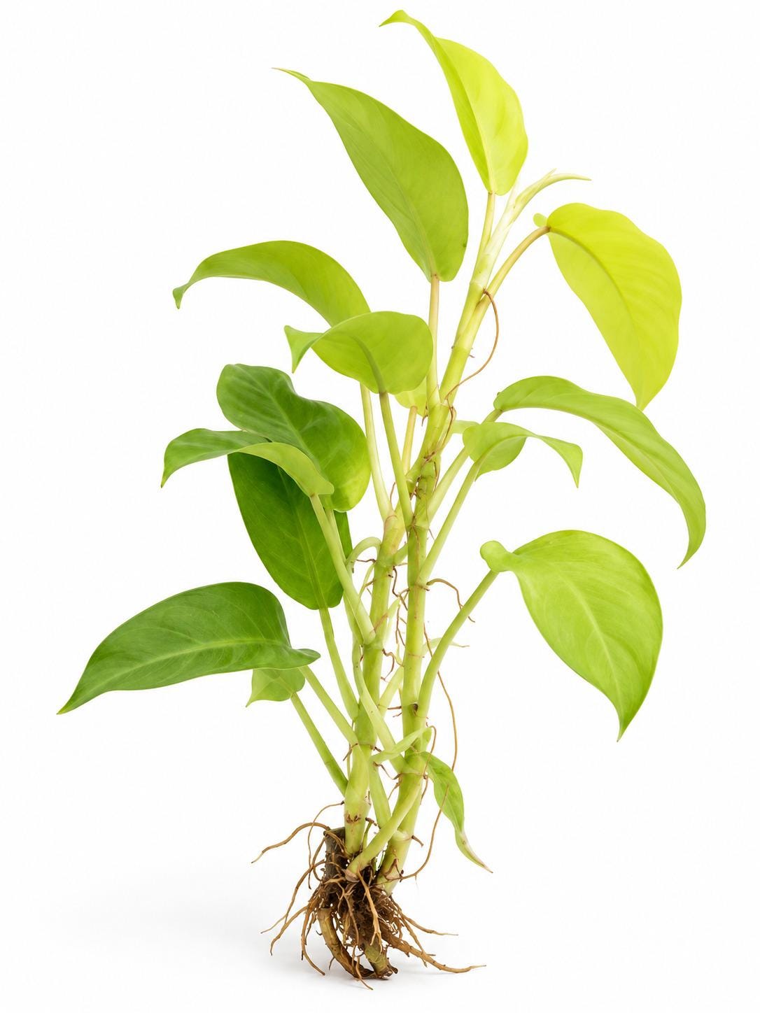 Philodendron Lemon Lime Upright Vining cutting