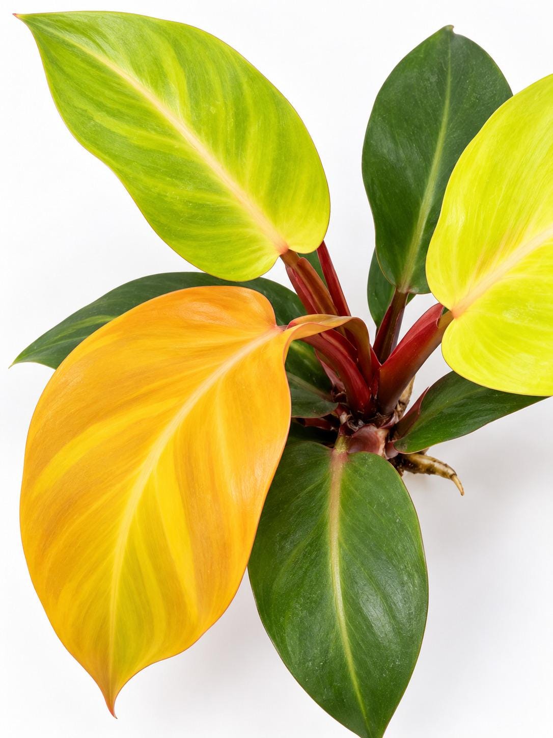 Philodendron McColleys Finale cutting photo 2