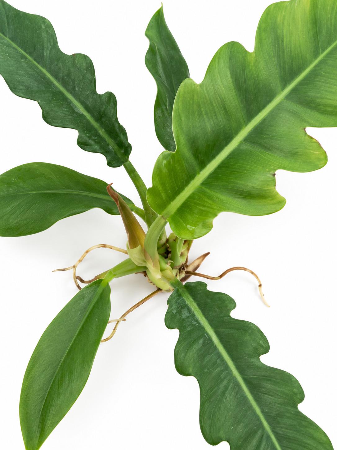 Philodendron Jungle Boogie cutting photo 2