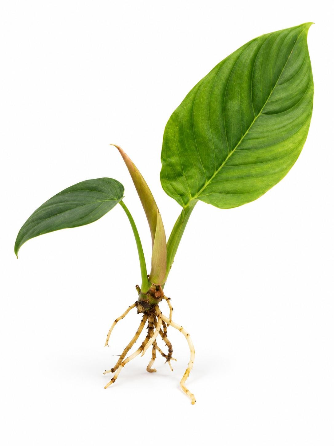 Philodendron Squamipetiolatum cutting