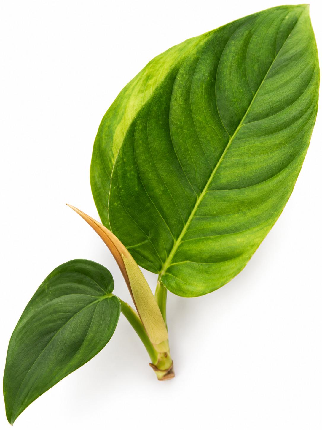 Philodendron Squamipetiolatum cutting photo 2