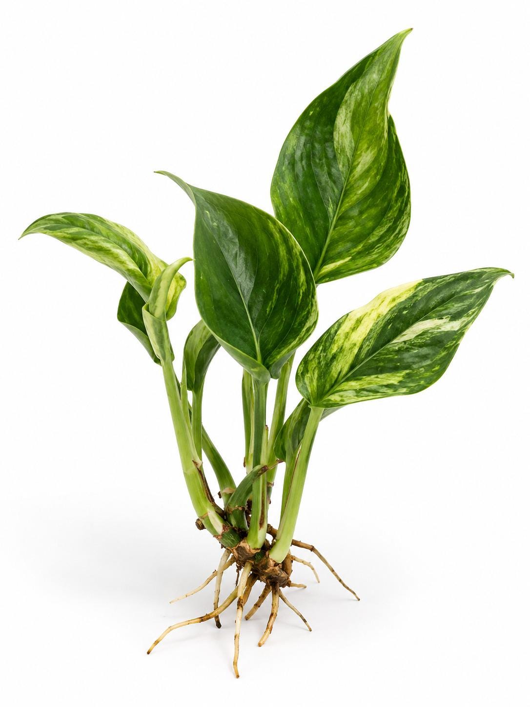 Epipremnum Aureum Shangri Ooh La La cutting