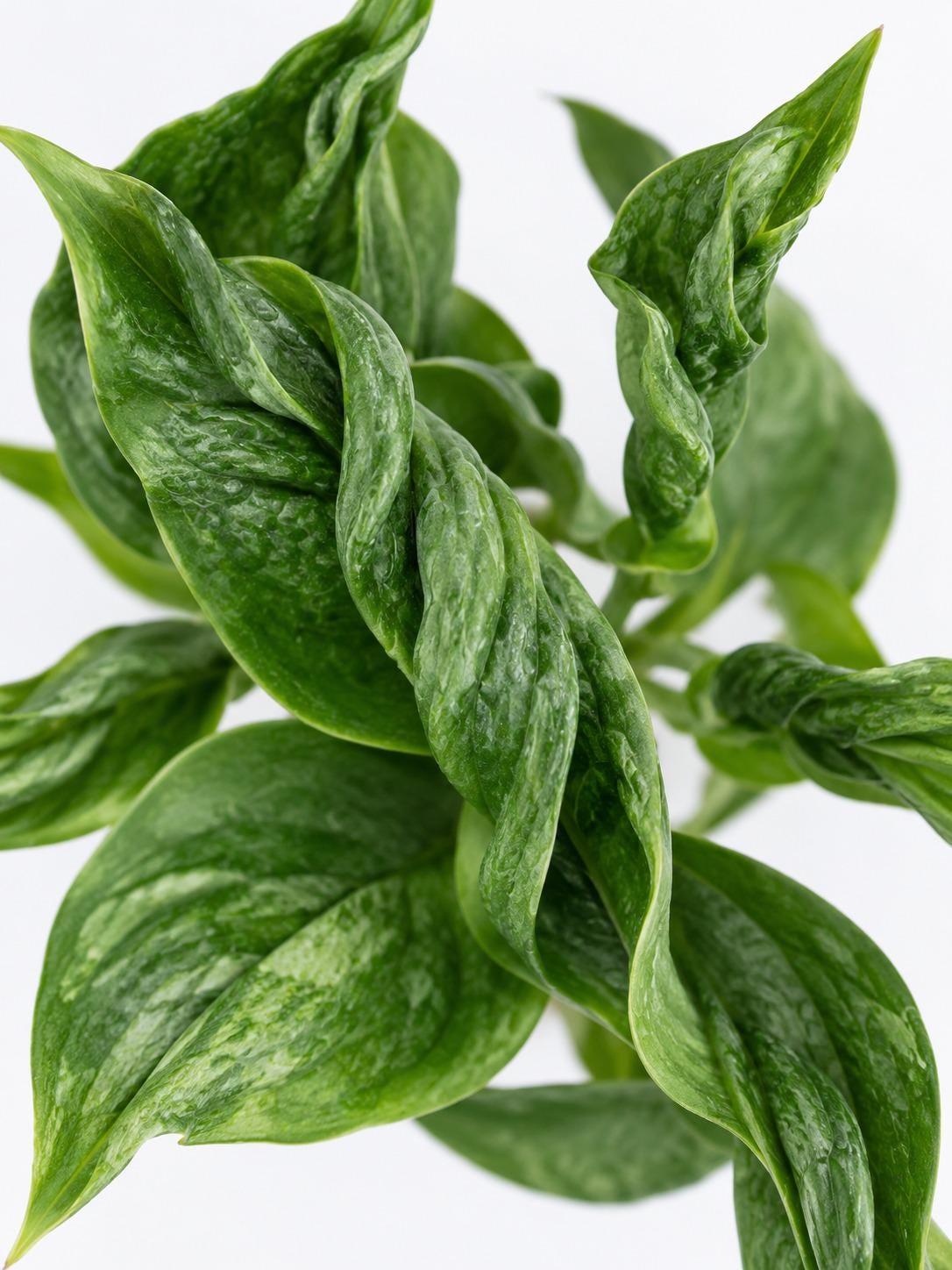 Epipremnum Aureum Shangri La cutting photo 2