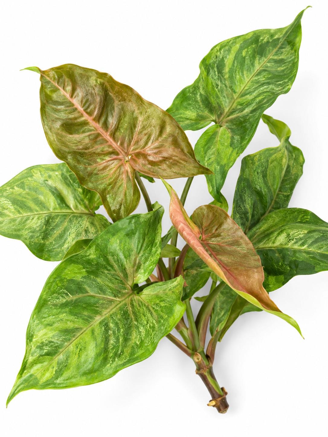 Syngonium Podophyllum Merry Maria cutting photo 2