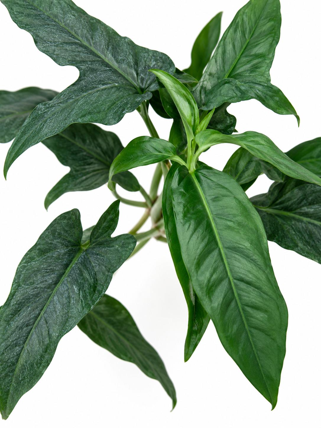Syngonium Auritum cutting photo 2