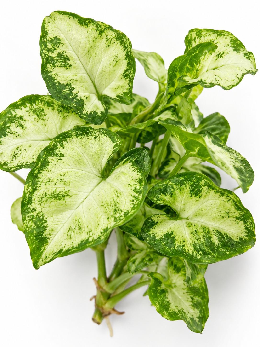 Syngonium Podophyllum Pixie cutting photo 2