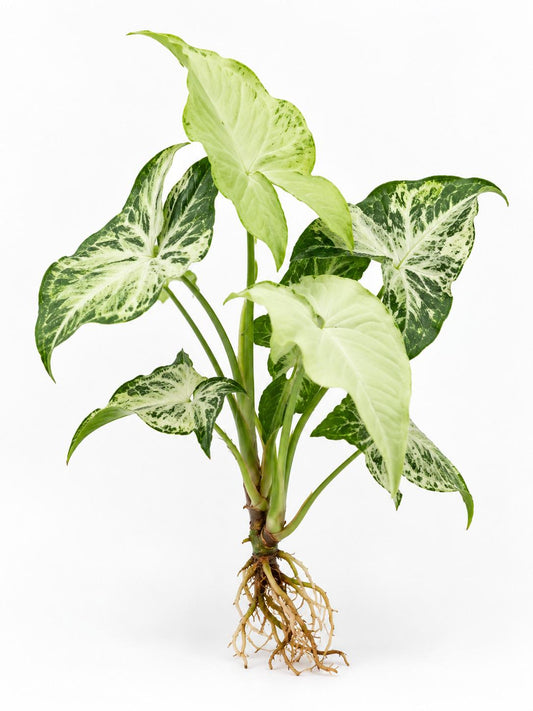 Syngonium Podophyllum Randy Cutting – rare plant for sale