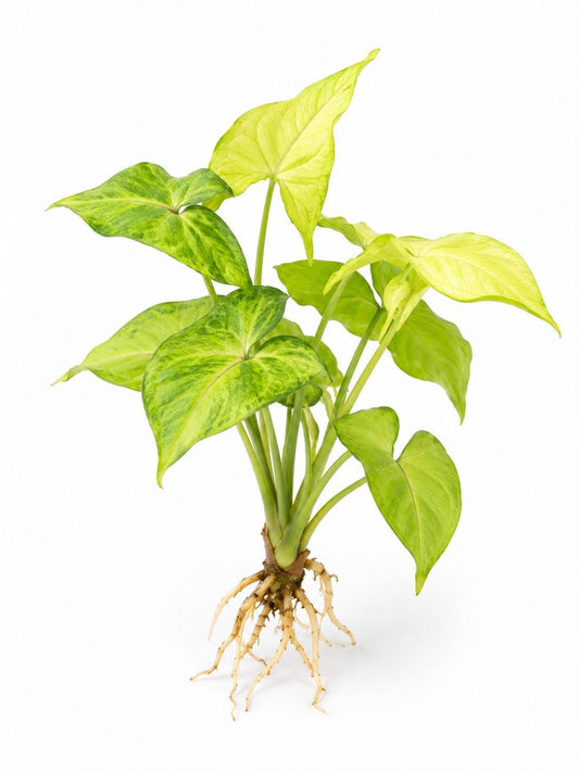 Syngonium Podophyllum Gold Allusion Cutting – rare plant for sale