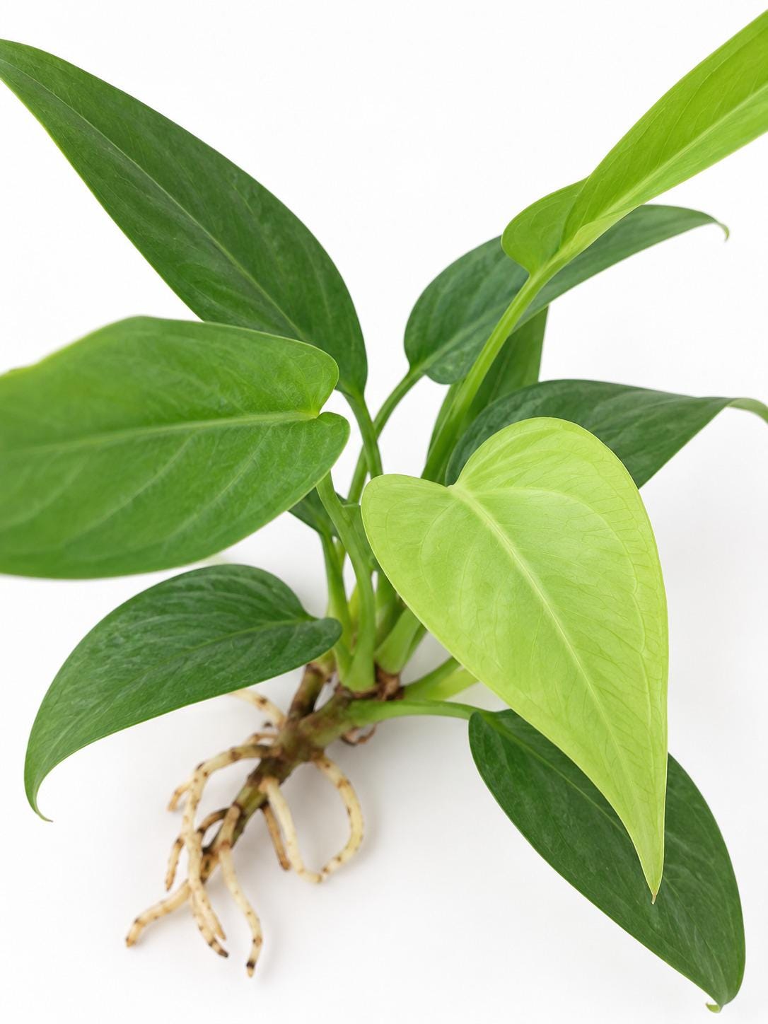 Anthurium Big Bill plant photo 2