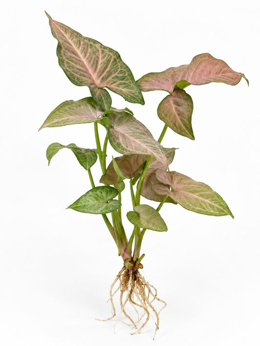 Syngonium Podophyllum Regina Red Cutting – rare plant for sale