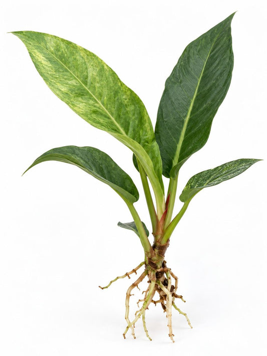Anthurium Renaissance plant