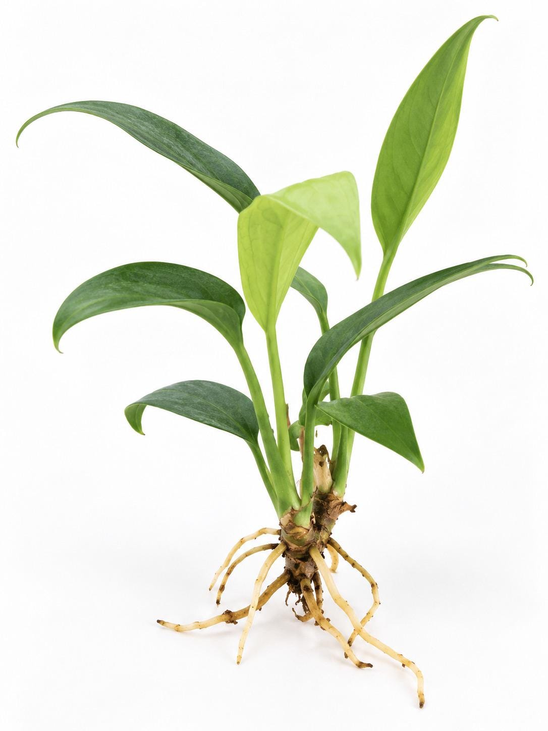Anthurium Big Bill plant