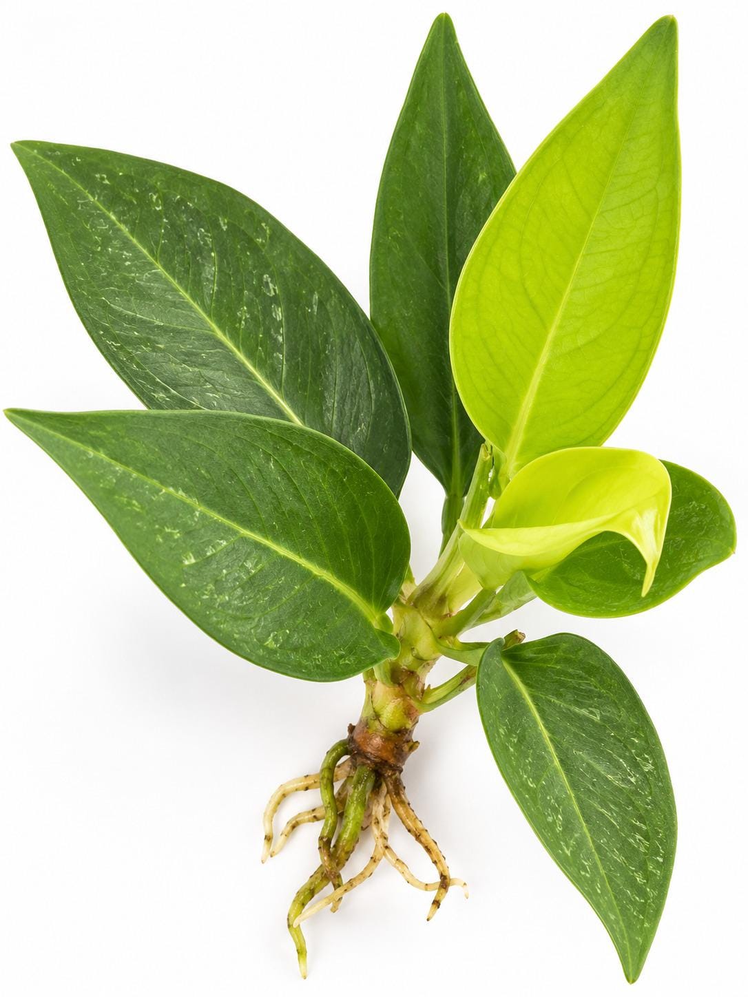 Anthurium Scandens String Of Pearls plant photo 2