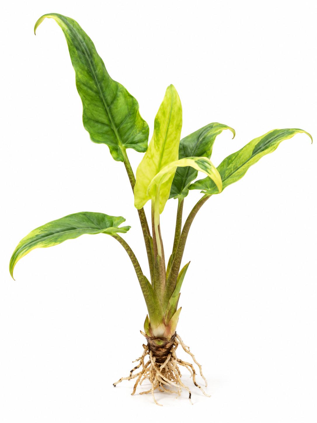 Alocasia Lauterbachiana Mint bulb