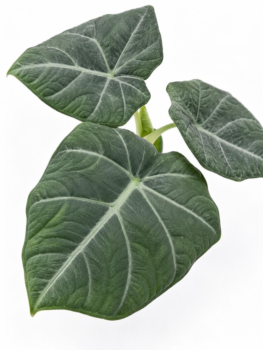 Alocasia Maharani Corm – rare plant for sale