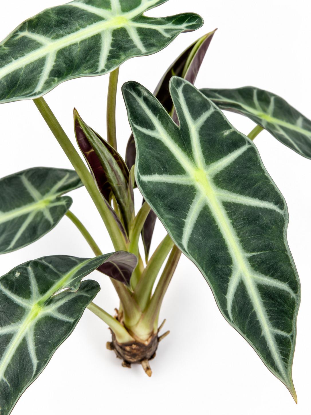 Alocasia Bambino Corm – rare plant for sale