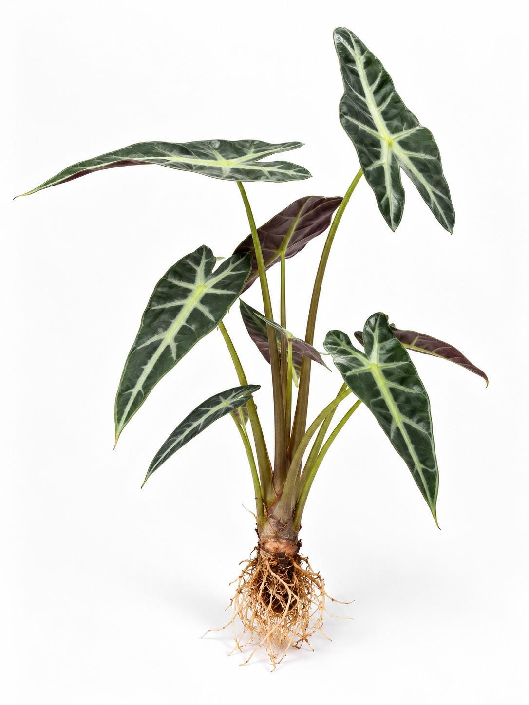Alocasia Bambino Corm – photo 2