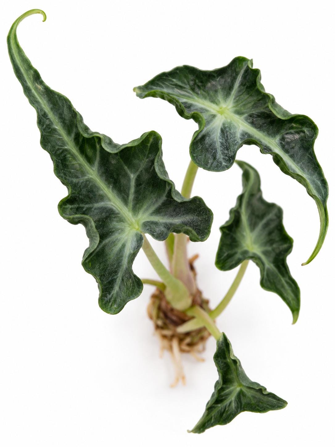 Alocasia Loco bulb photo 2