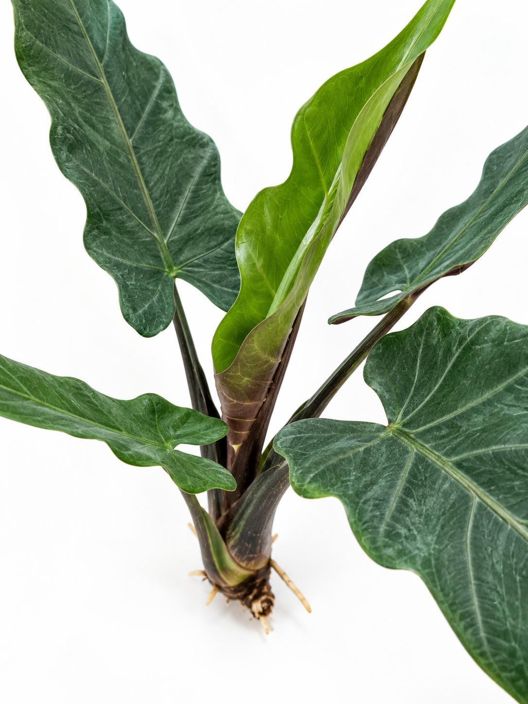 Alocasia Lauterbachiana Corm – rare plant for sale
