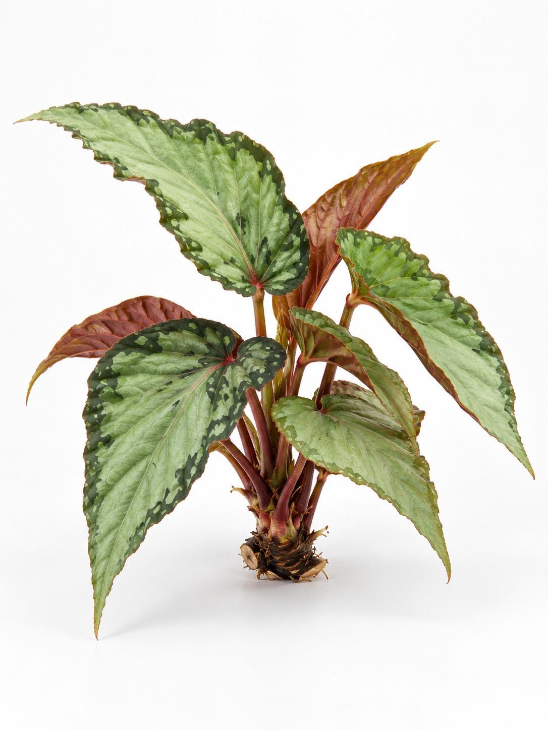 Begonia Lucifer plant