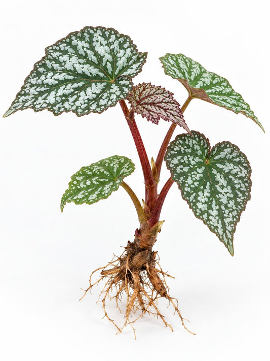 Begonia Neon Moon plant