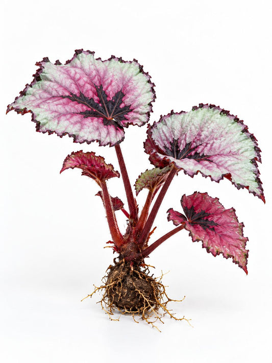 Begonia Rex Kotobuki plant