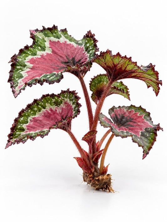 Begonia Macarena plant