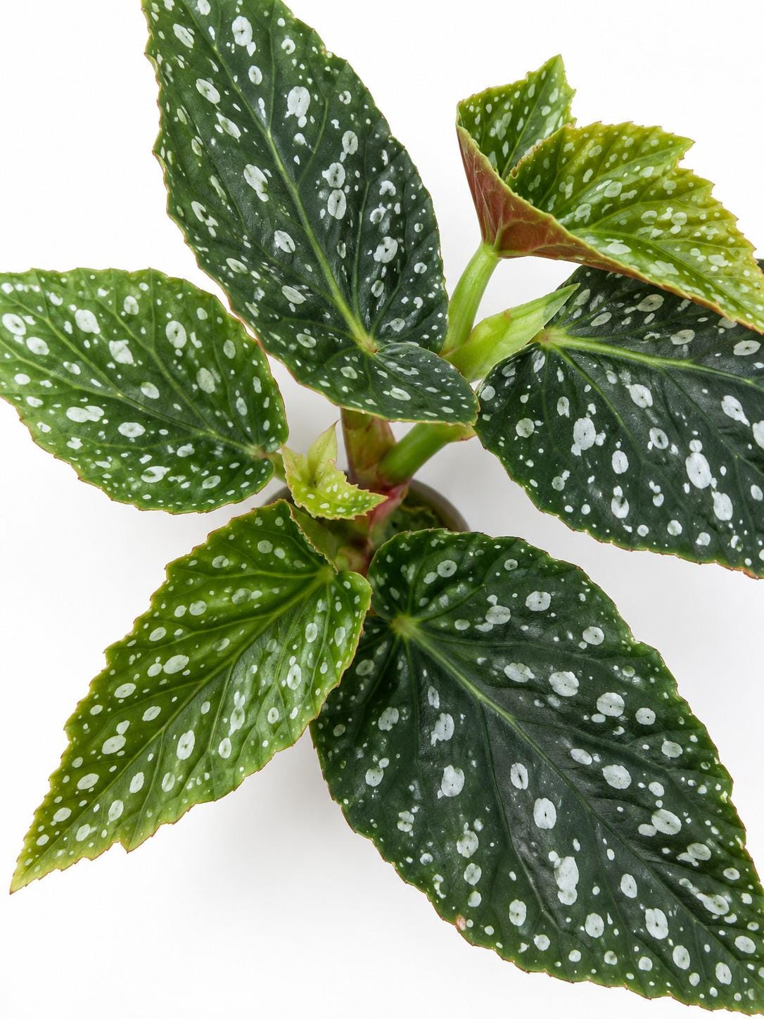 Begonia Harmonys Legacy plant photo 2