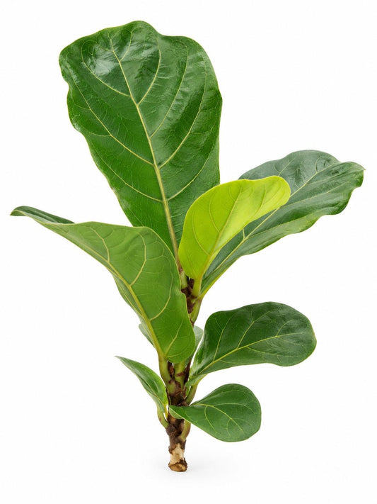 Ficus Lyrata Little Sunshine cutting