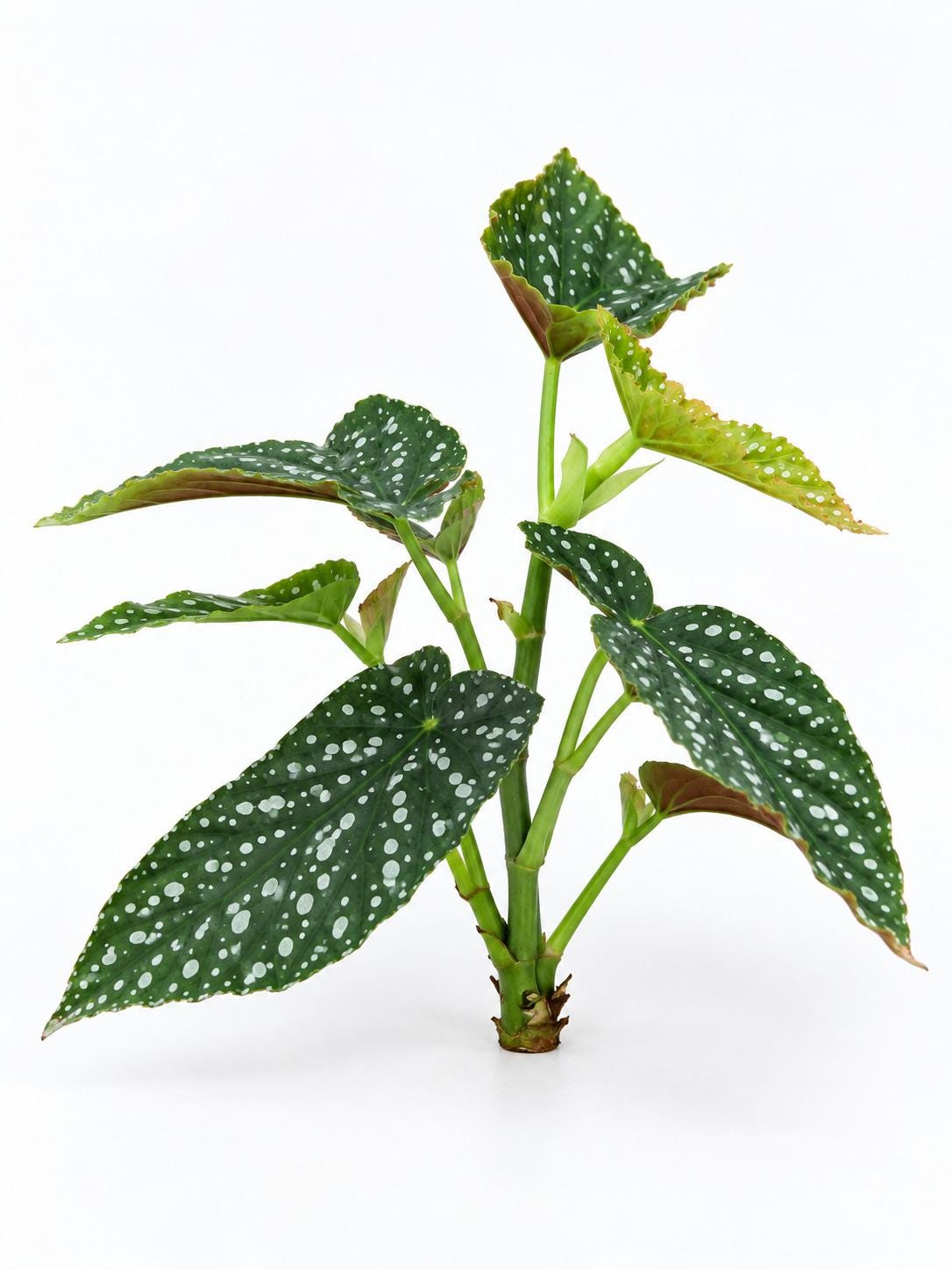 Begonia Harmonys Legacy plant