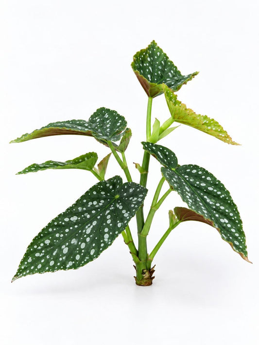 Begonia Harmonys Legacy plant