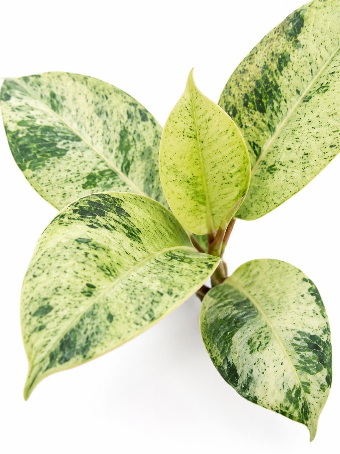 Ficus Elastica Shivereana cutting photo 2