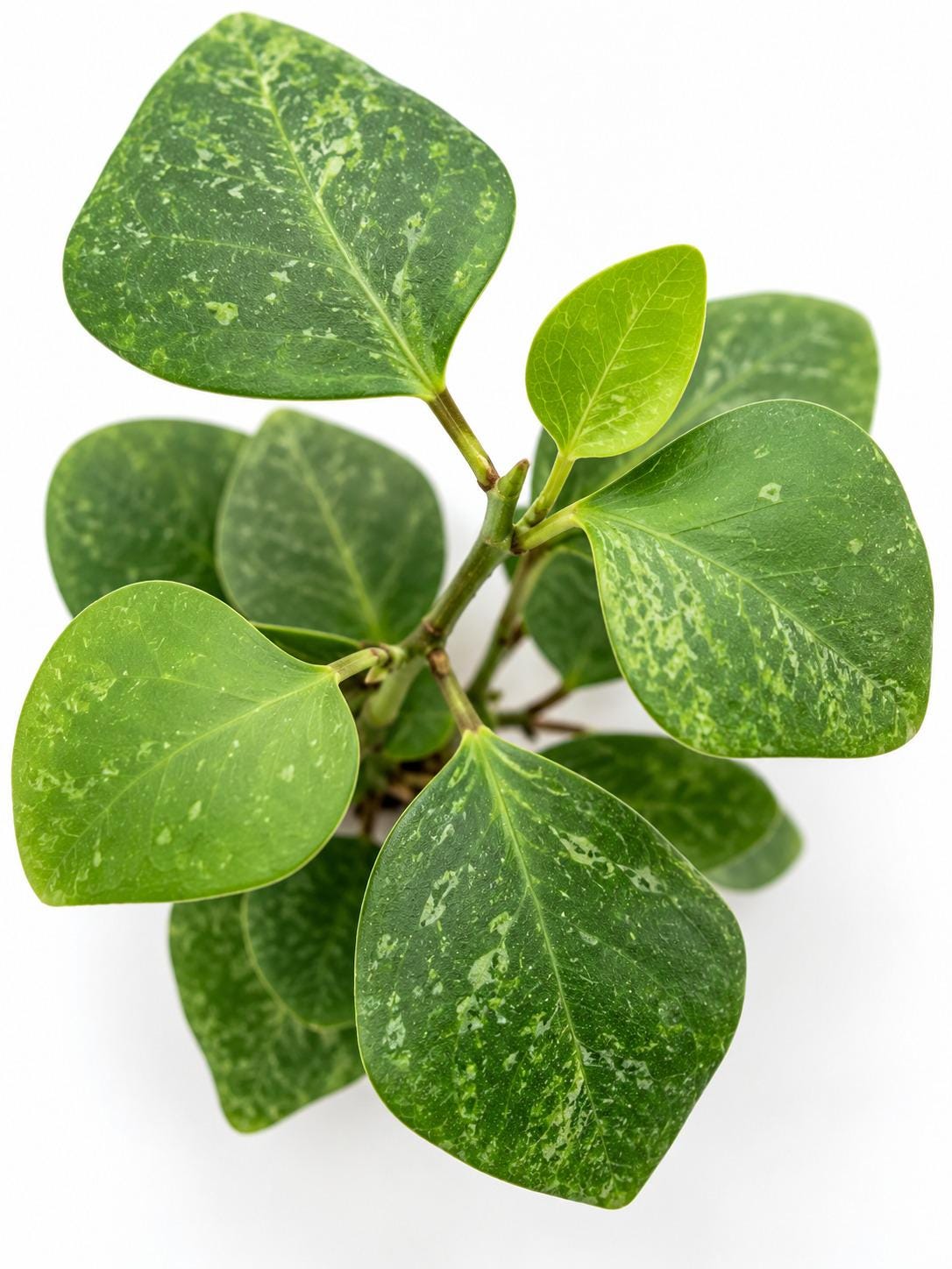 Ficus Deltoidea cutting photo 2