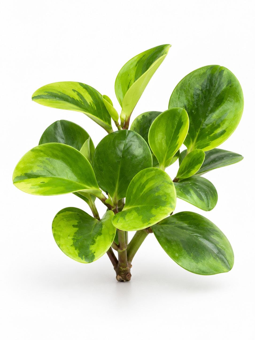 Peperomia Obtusifolia Lemon Lime cutting