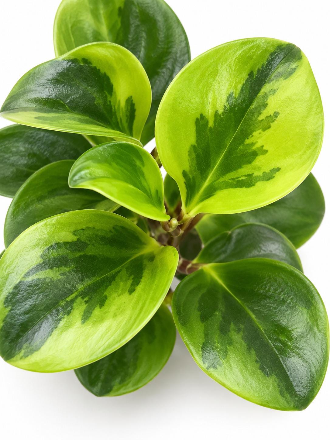 Peperomia Obtusifolia Lemon Lime cutting photo 2