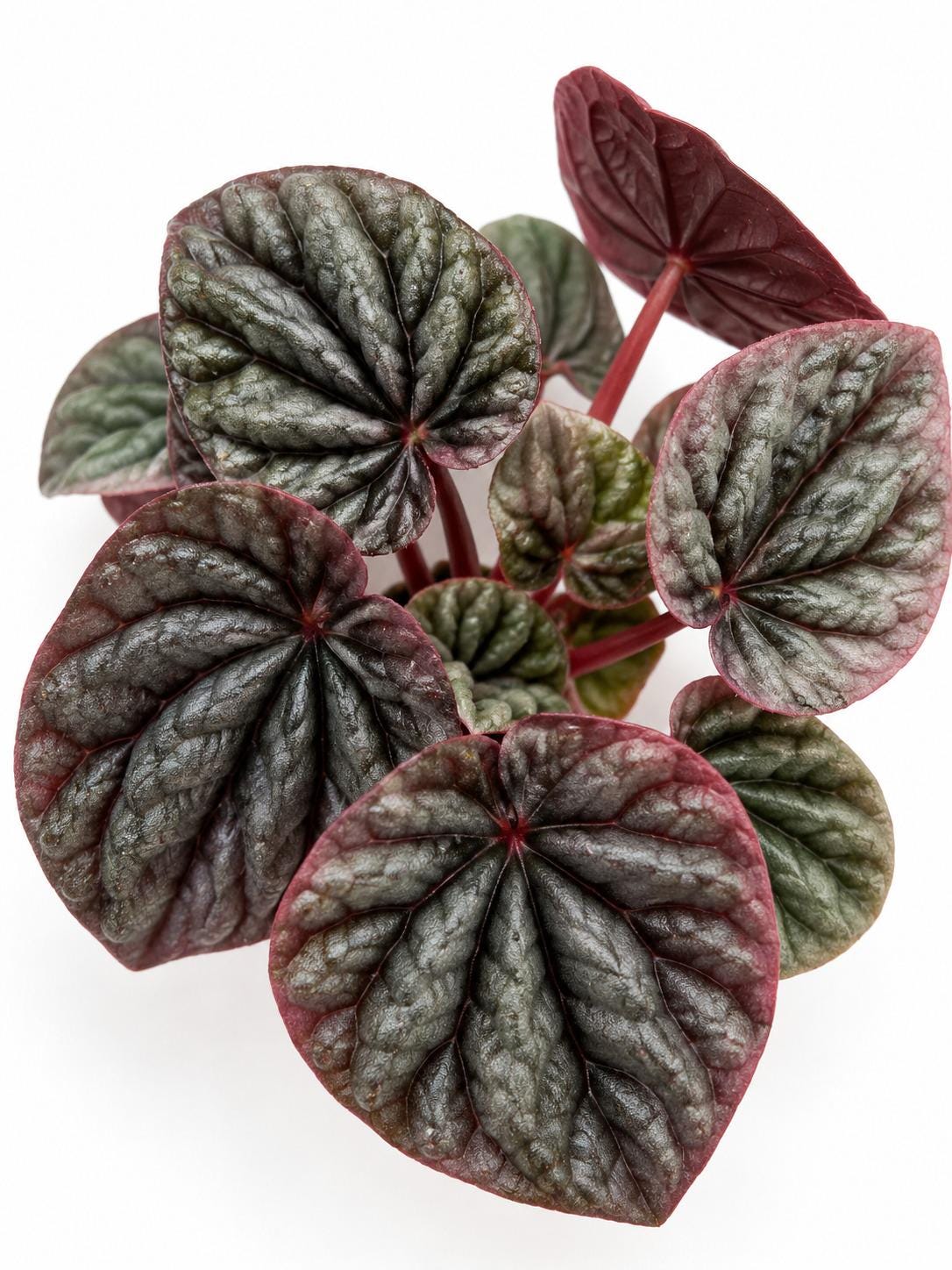 Peperomia Caperata Red Beauty cutting photo 2