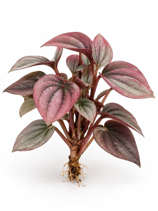 Peperomia Caperata Cayenne cutting