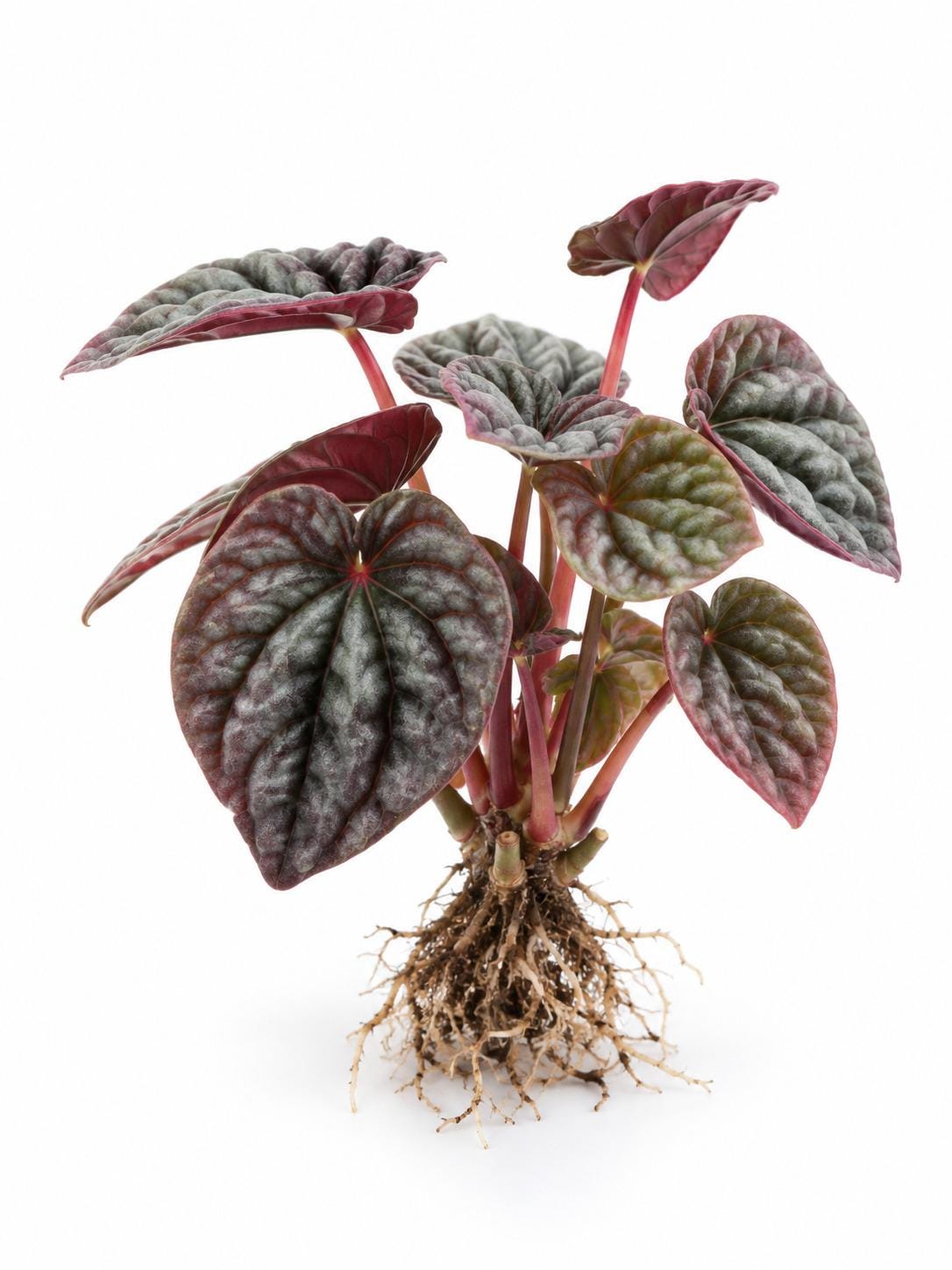 Peperomia Caperata Red Beauty cutting