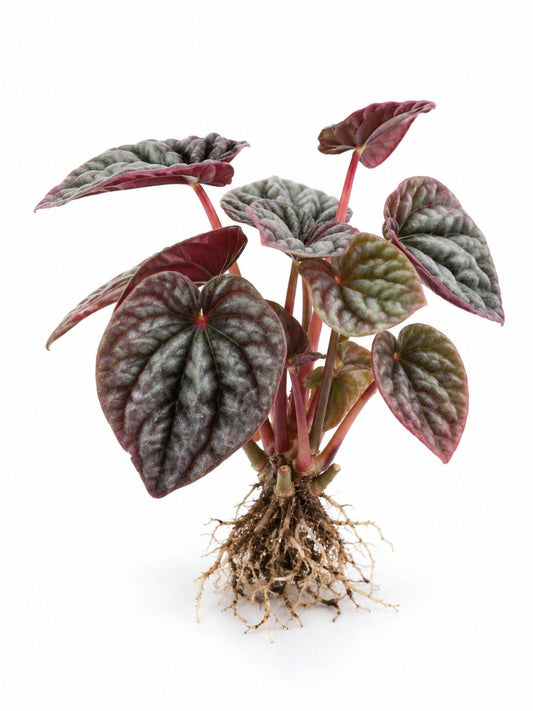Peperomia Caperata Red Beauty cutting