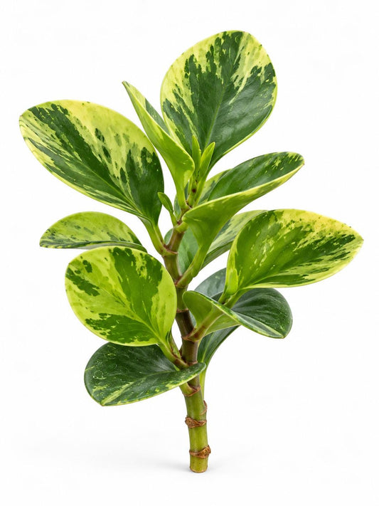 Peperomia Obtusifolia Marble cutting