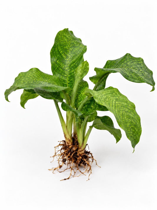 Calathea Musaica plant
