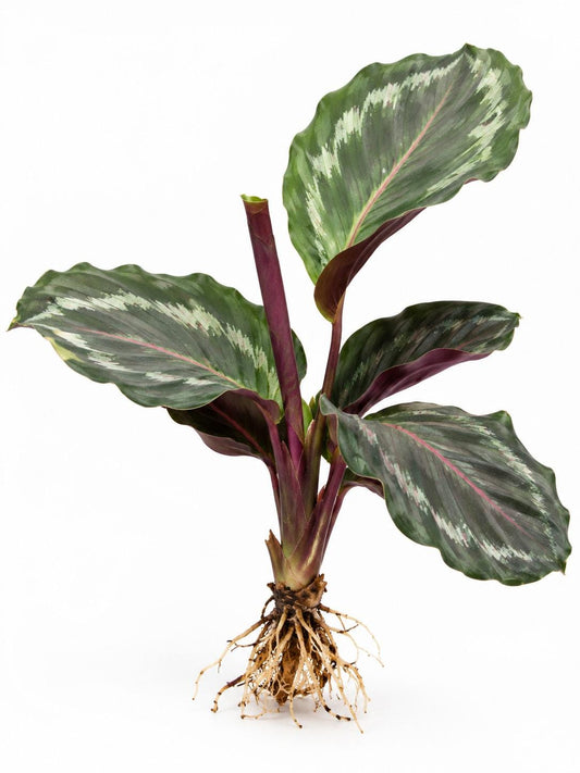 Calathea Roseopicta Northern Lights plant
