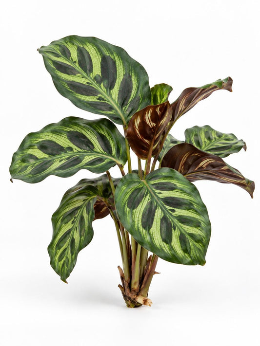 Calathea Makoyana plant