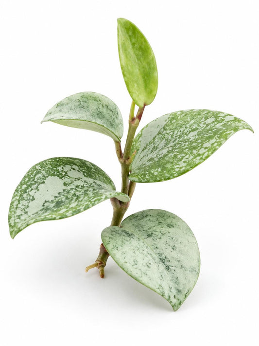 Hoya Carnosa Nova Ghost cutting