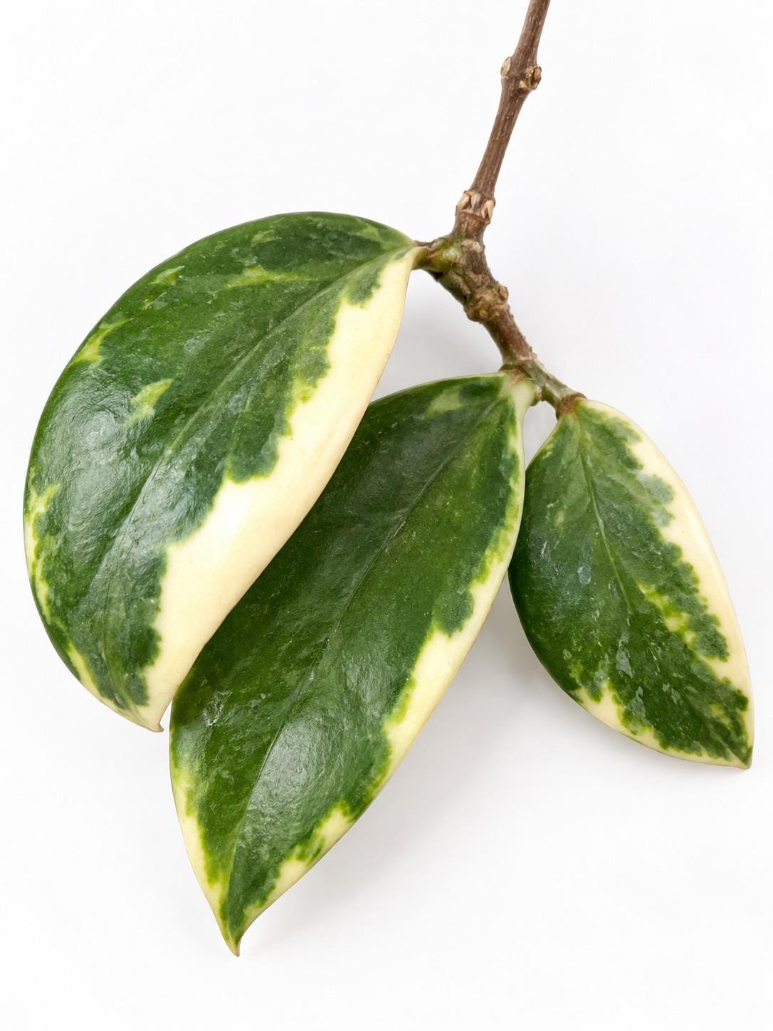 Hoya Verticilata Albomarginata cutting photo 2