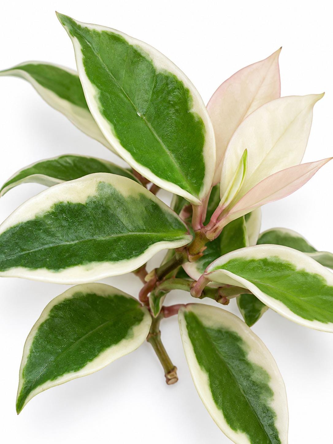 Hoya Carnosa Albomarginata cutting photo 2
