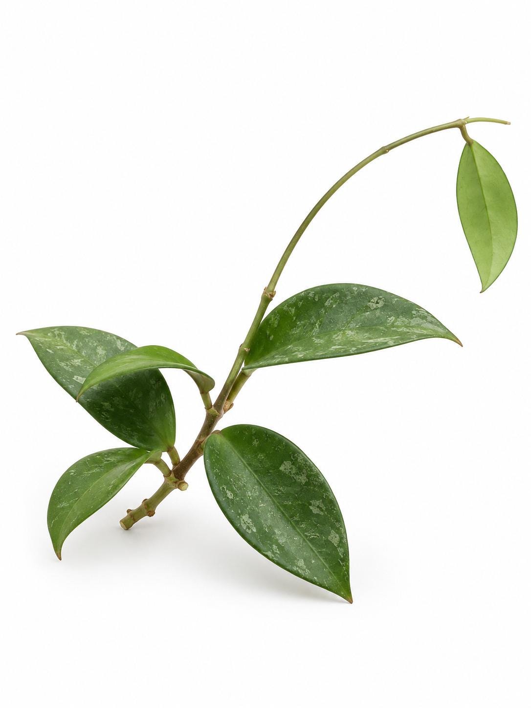 Hoya Verticillata Bogor cutting