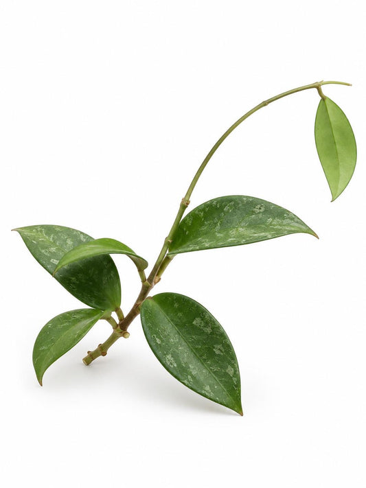 Hoya Verticillata Bogor cutting